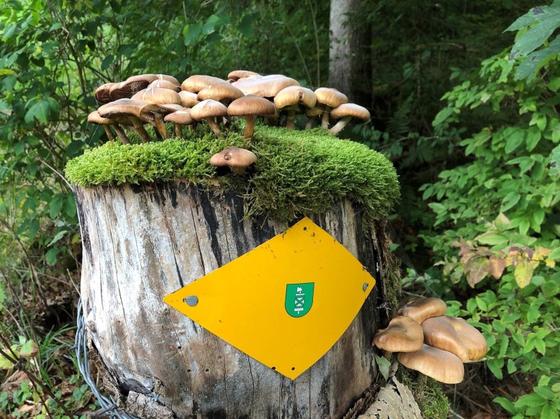 Präsidentin Wanderwegtäfeli Bild