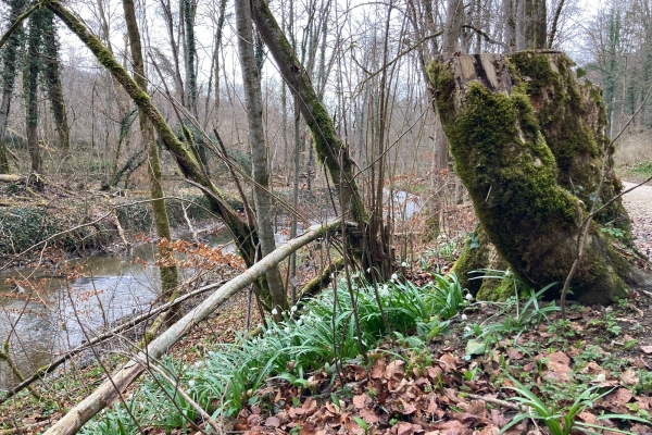 Märzenbecher im Auenwald
